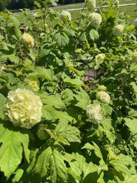 Gefüllter Schneeball"Roseum"(Viburnum opulus Roseum)Container 30-50